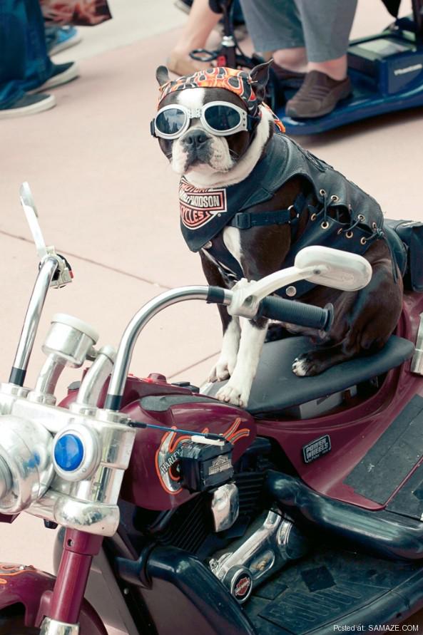 samaze_045-97 samaze_045-97