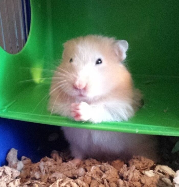 humanhamsters_021 humanhamsters_021