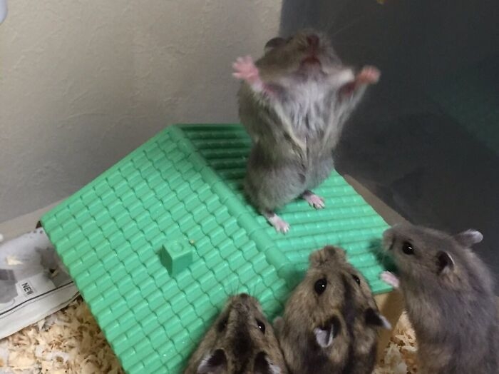 humanhamsters_022 humanhamsters_022