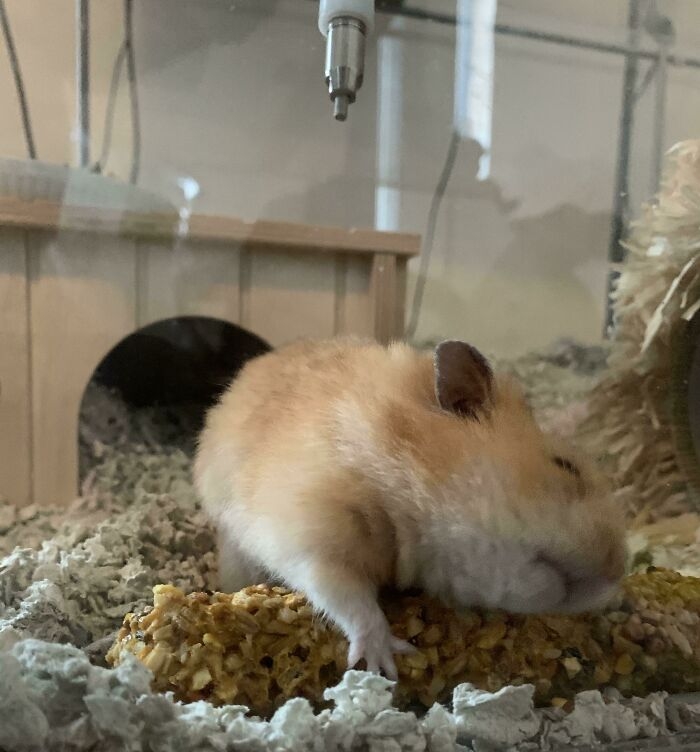 humanhamsters_023 humanhamsters_023