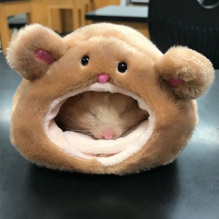 humanhamsters_025 humanhamsters_025