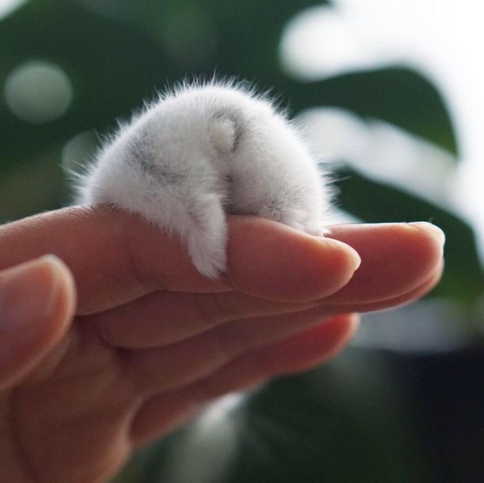 humanhamsters_026 humanhamsters_026