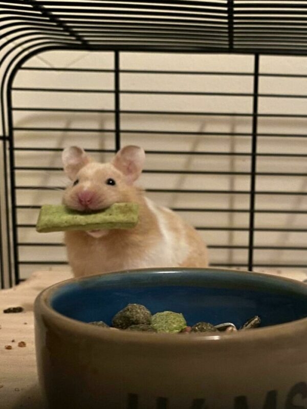 humanhamsters_027 humanhamsters_027