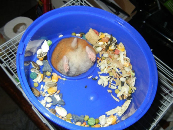 humanhamsters_028 humanhamsters_028