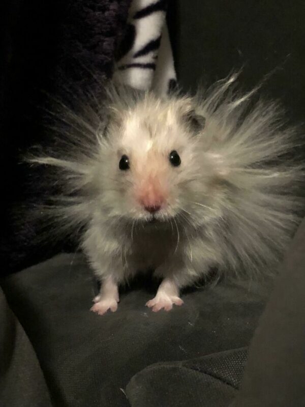humanhamsters_029 humanhamsters_029
