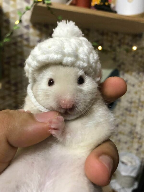 humanhamsters_030 humanhamsters_030