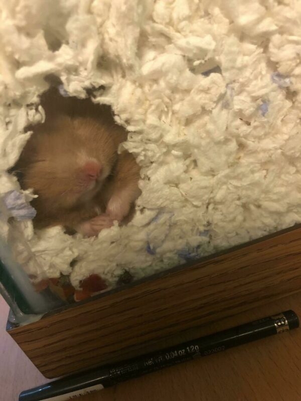 humanhamsters_031 humanhamsters_031