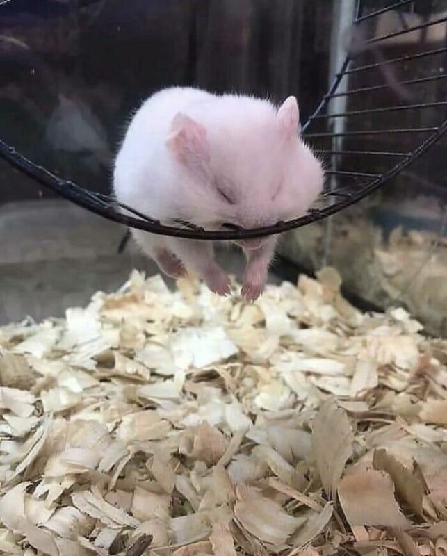 humanhamsters_032 humanhamsters_032