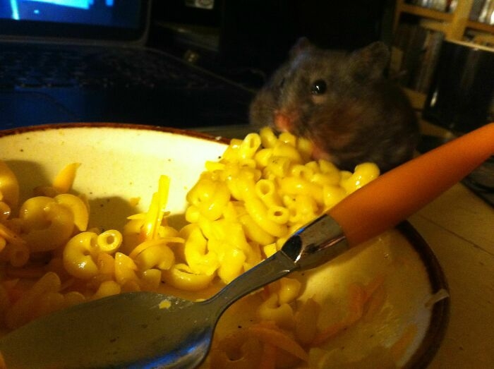 humanhamsters_033 humanhamsters_033