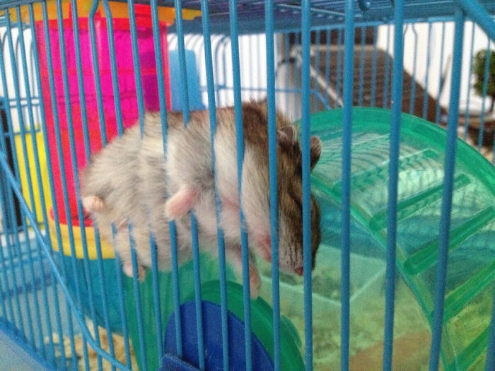 humanhamsters_034 humanhamsters_034