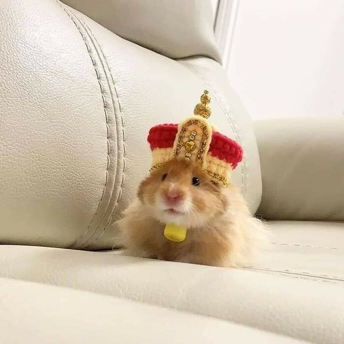humanhamsters_035 humanhamsters_035