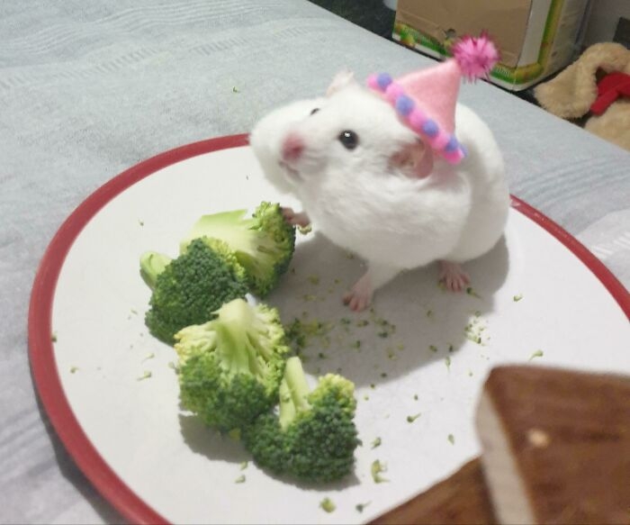 humanhamsters_036 humanhamsters_036