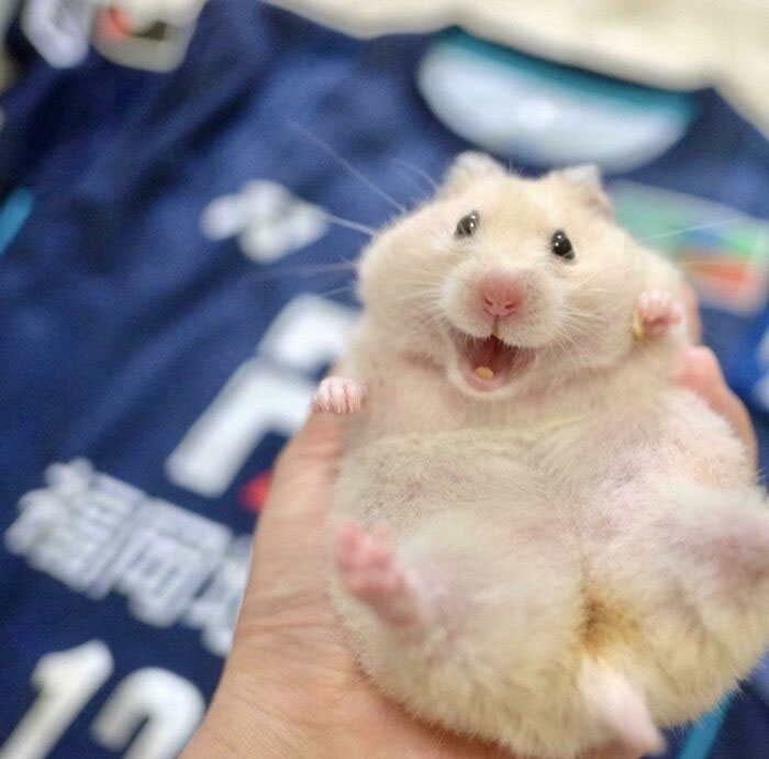 humanhamsters_037 humanhamsters_037