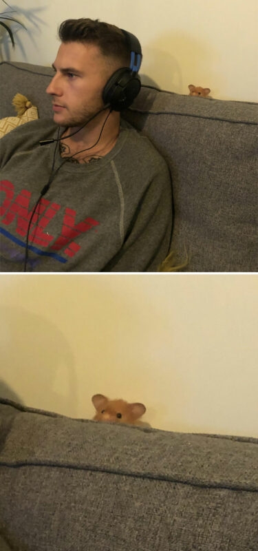 humanhamsters_038 humanhamsters_038