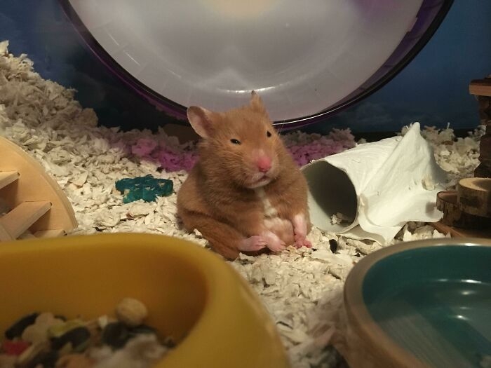 humanhamsters_040 humanhamsters_040