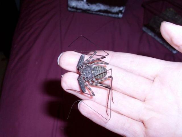 samaze_017-623 samaze_017-623