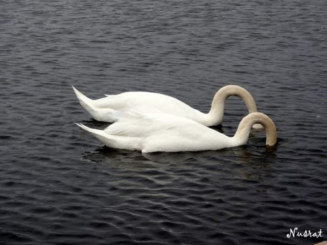 samaze_022-973 samaze_022-973