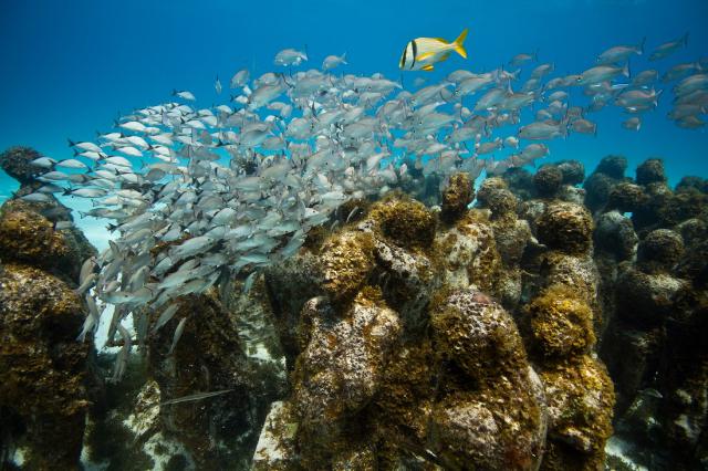 samaze_035-606 samaze_035-606