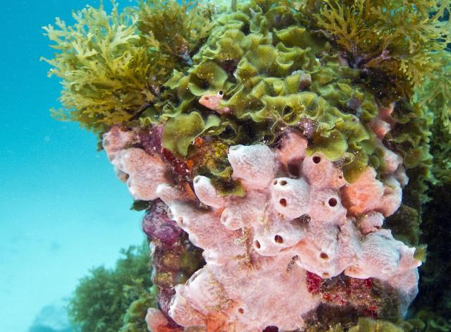 samaze_040-545 samaze_040-545