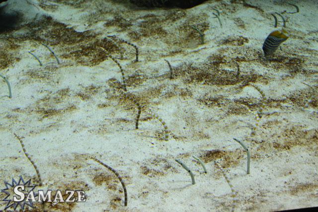 samaze_002-1410
