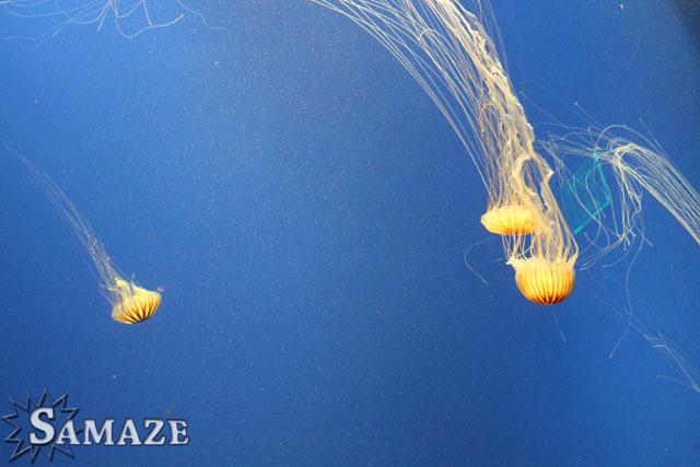 samaze_004-1415