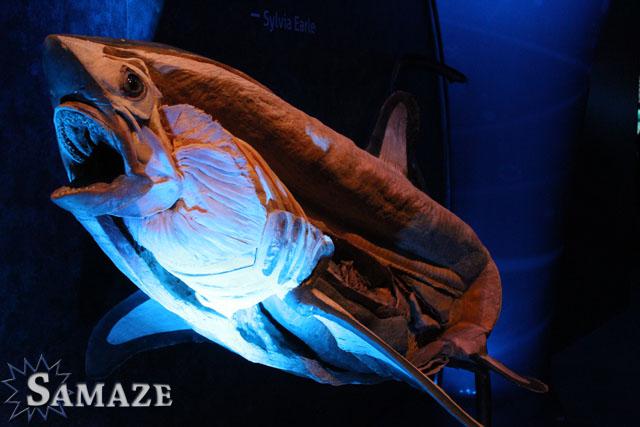 samaze_090-288