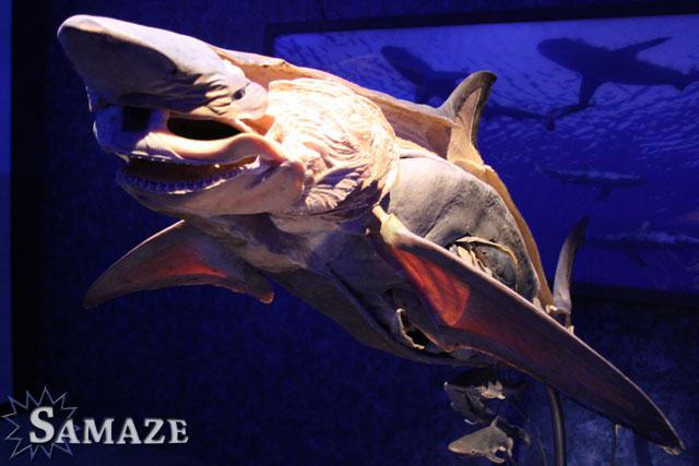 samaze_091-283