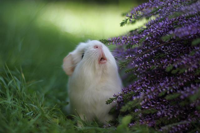 samaze_021-1038 samaze_021-1038