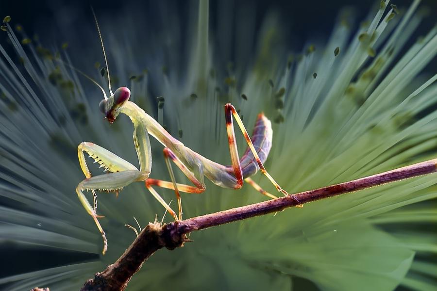 agusgunawanphotos_045