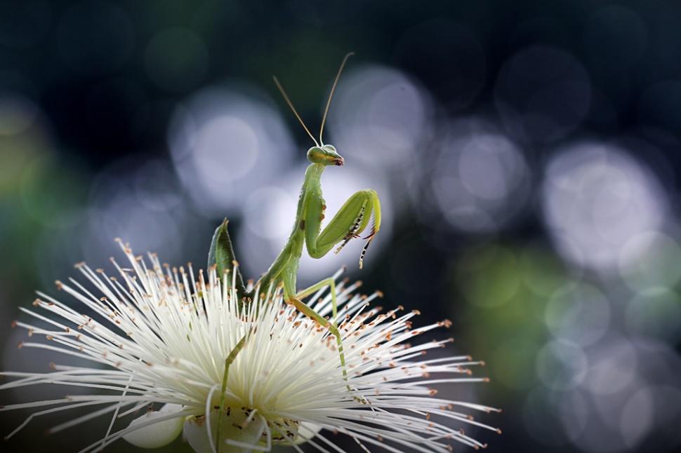 agusgunawanphotos_049