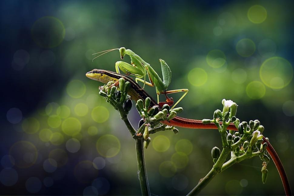agusgunawanphotos_050