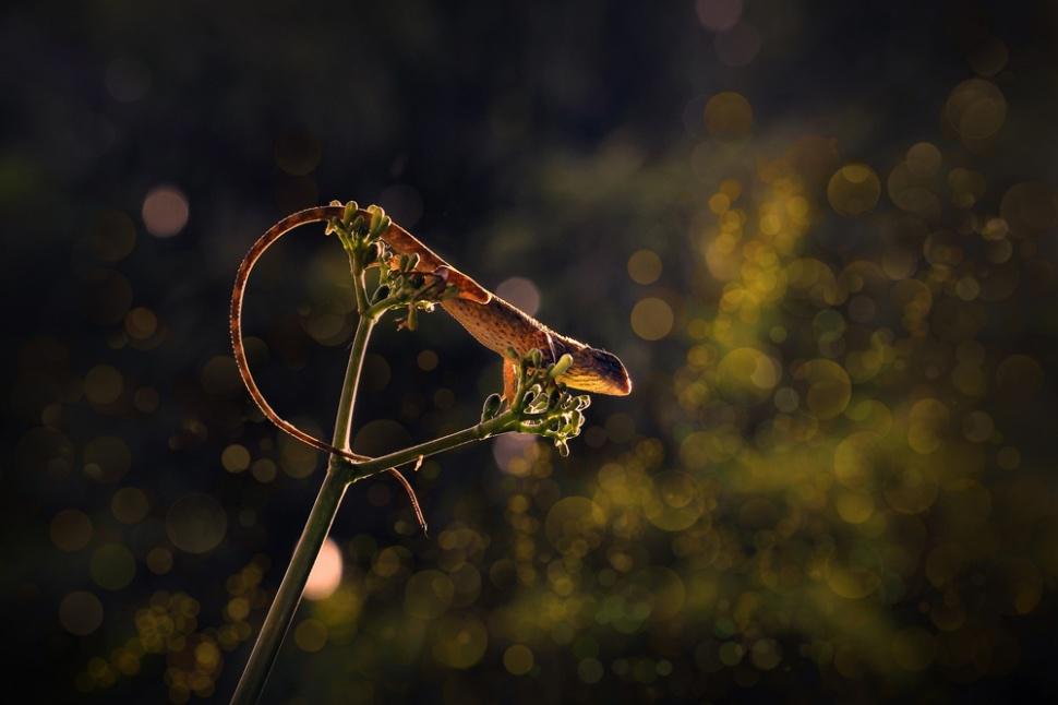 agusgunawanphotos_051