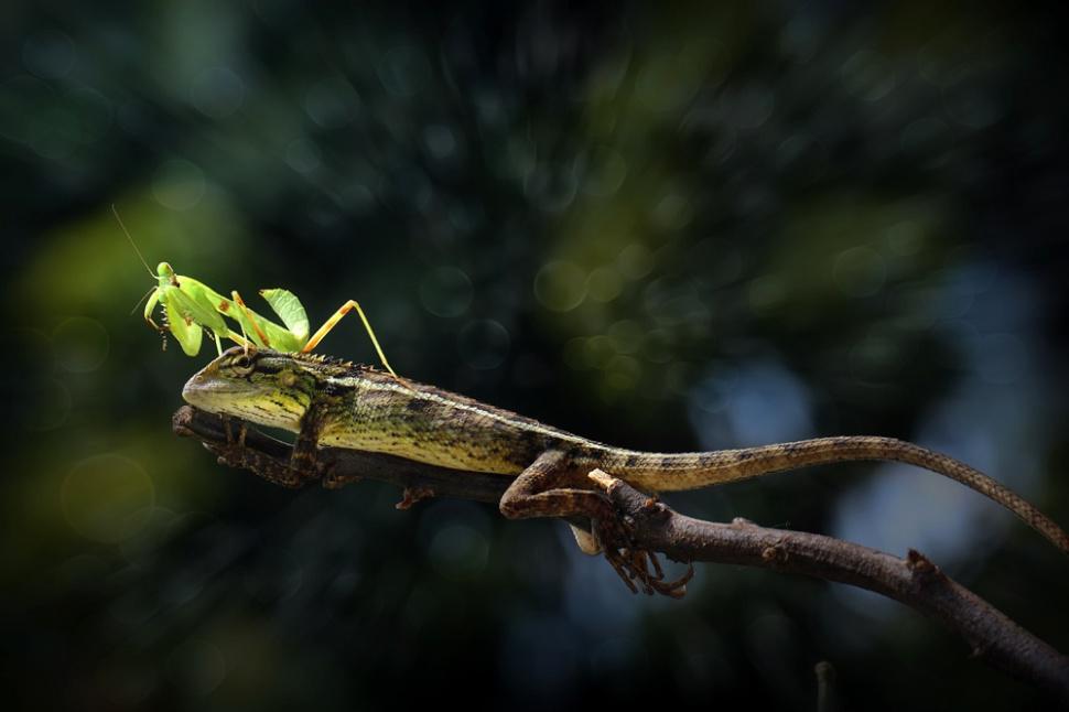 agusgunawanphotos_052