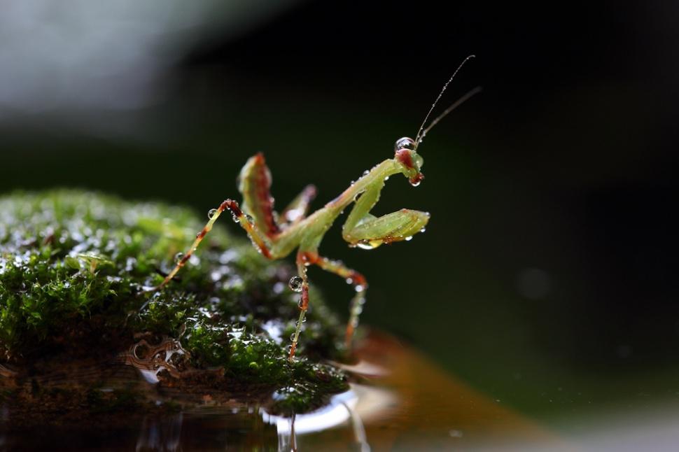 agusgunawanphotos_054