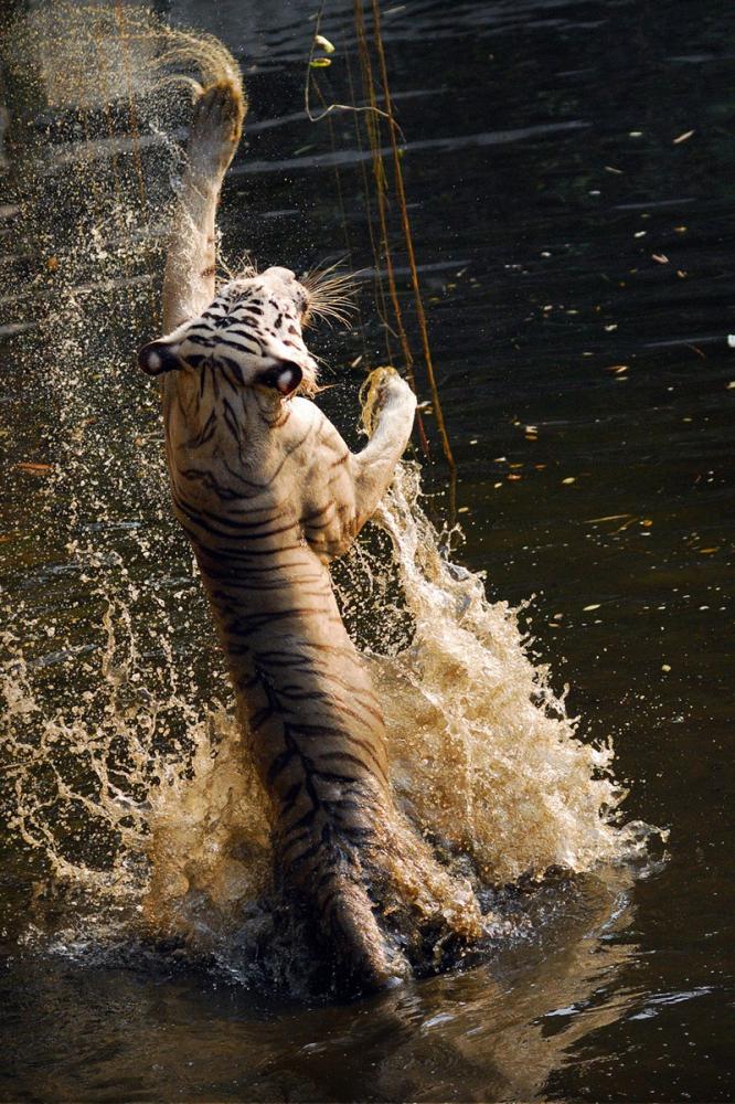 agusgunawanphotos_075