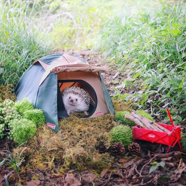 campinghedgehog_001 campinghedgehog_001