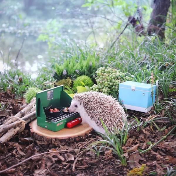 campinghedgehog_002 campinghedgehog_002