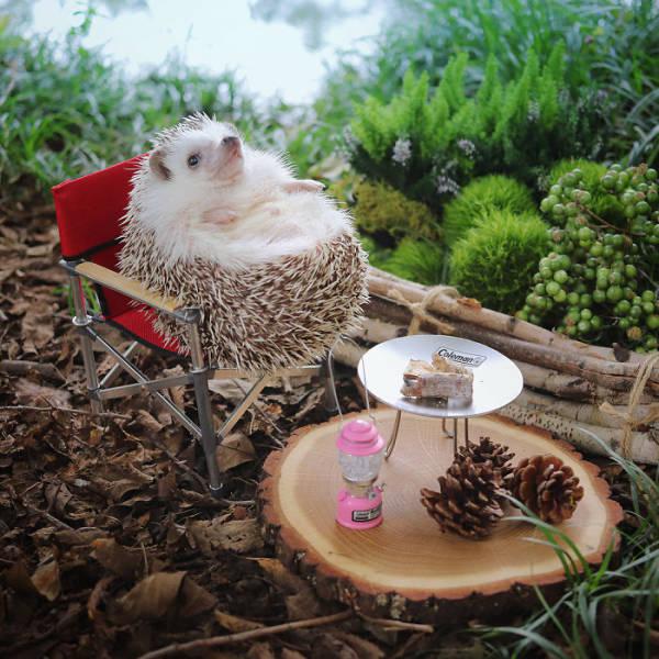 campinghedgehog_003 campinghedgehog_003