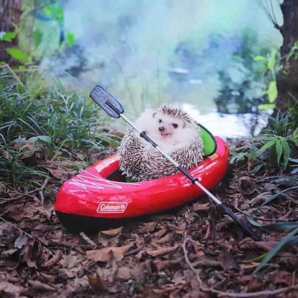 campinghedgehog_005 campinghedgehog_005