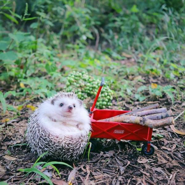 campinghedgehog_006 campinghedgehog_006
