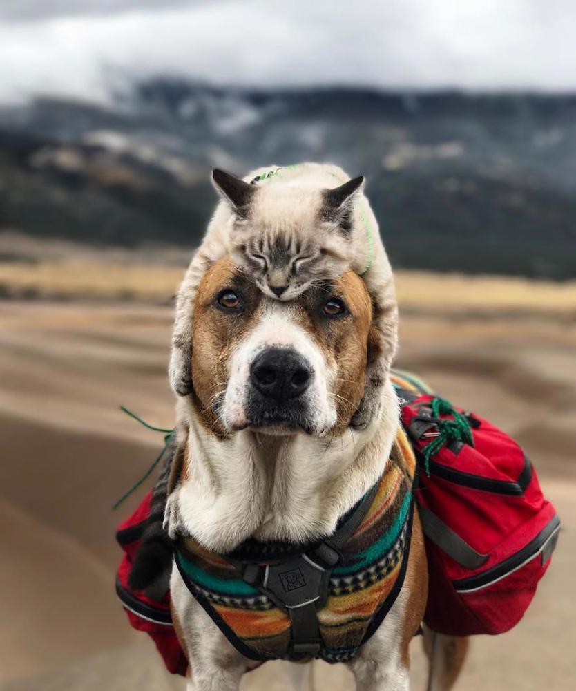 catdogtravel_003 catdogtravel_003