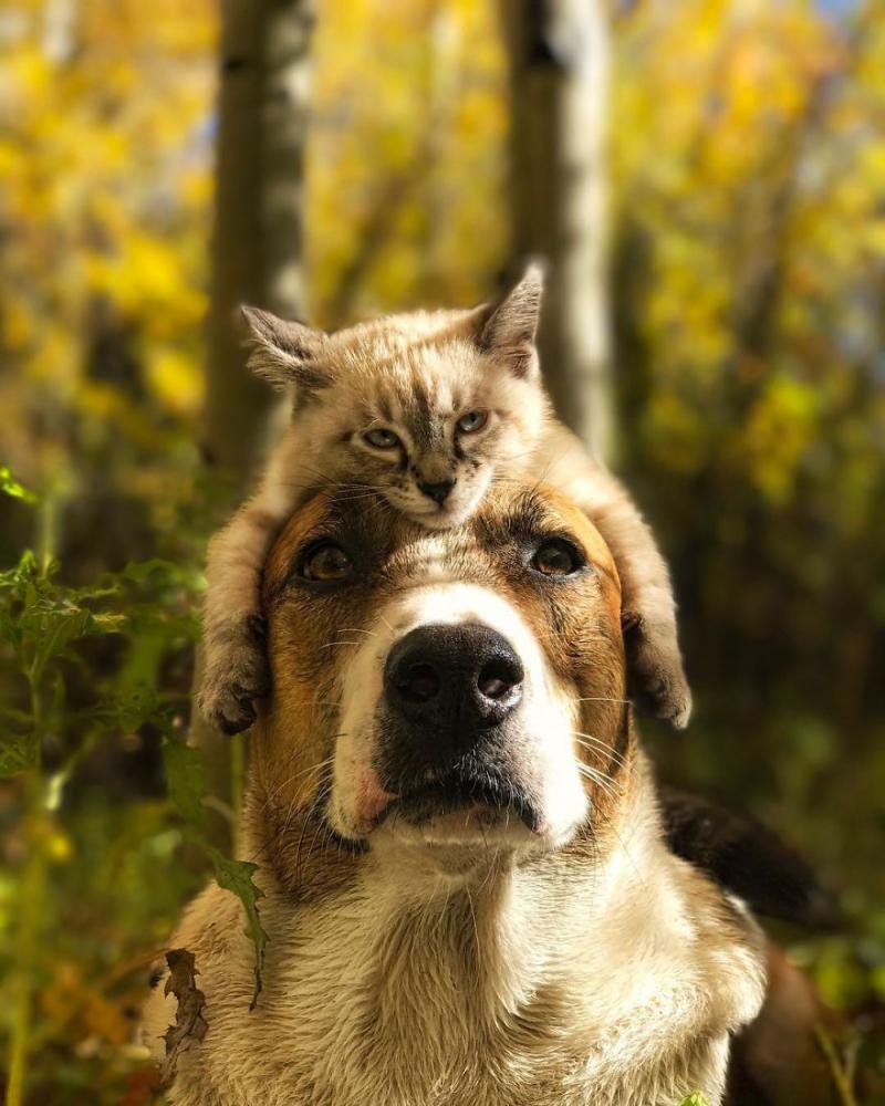 catdogtravel_014 catdogtravel_014