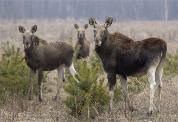 chernobyl_1_017 chernobyl_1_017