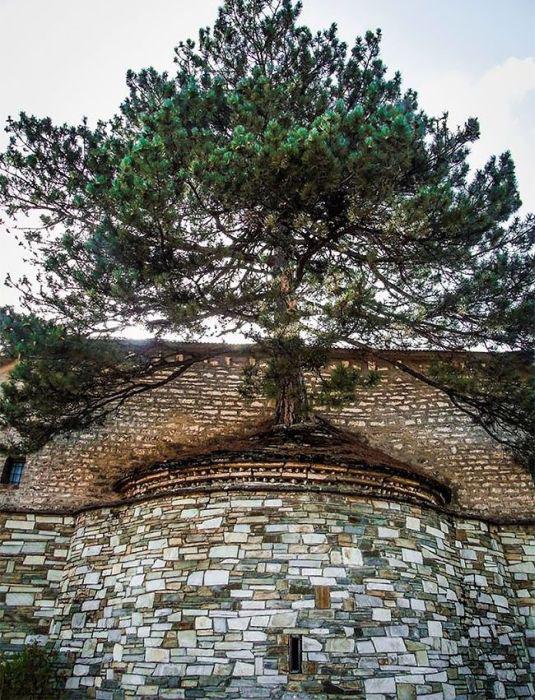 greecechurch100yrtree_003