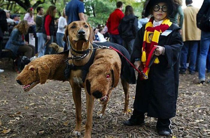 halloweendogs_013
