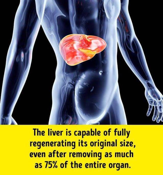 humanbodyfacts_1_001