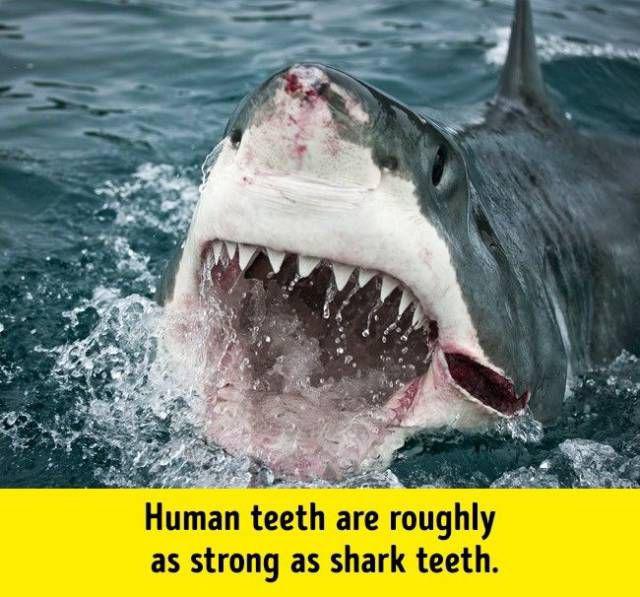 humanbodyfacts_1_003