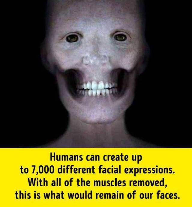 humanbodyfacts_1_004