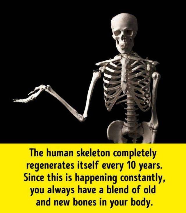 humanbodyfacts_1_006