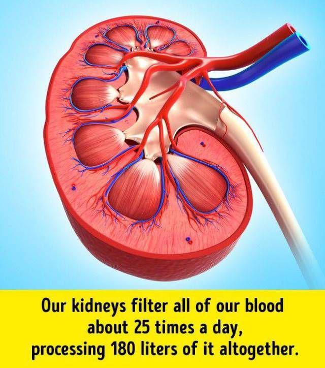 humanbodyfacts_1_010